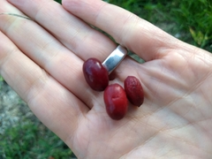 Cornus mas