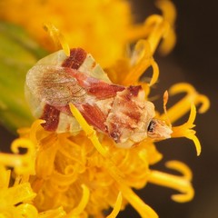 Phymata pacifica