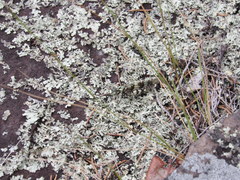 Trimerotropis saxatilis