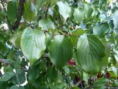 Cornus mas