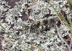 Trimerotropis saxatilis