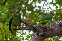 Hispaniolan Parrot photo 5
