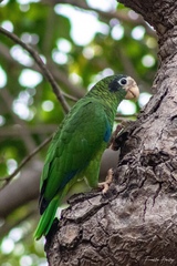 Hispaniolan Parrot photo 4