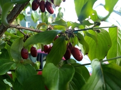 Cornus mas