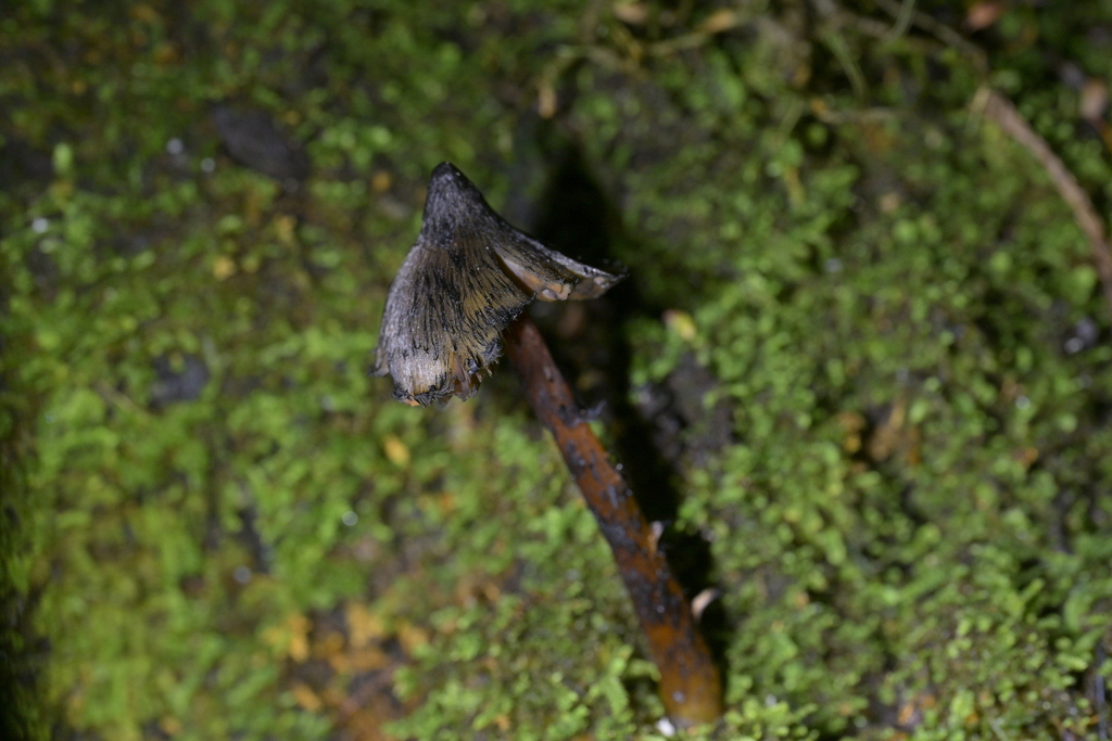 Hygrocybe astatogala · June 2025 · photo: © christopherstephens (iNaturalist, cc-by)