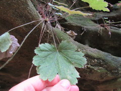 Heuchera missouriensis