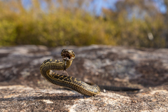 Broad-Headed Snake photo 4