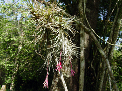 Tillandsia tenuifolia