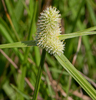 Fragrant Spikesedge - Photo (c) mcwildlife, some rights reserved (CC BY-NC-ND), uploaded by mcwildlife