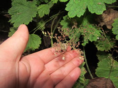 Heuchera missouriensis