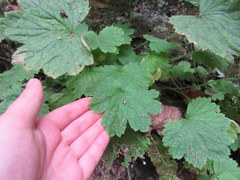 Heuchera missouriensis