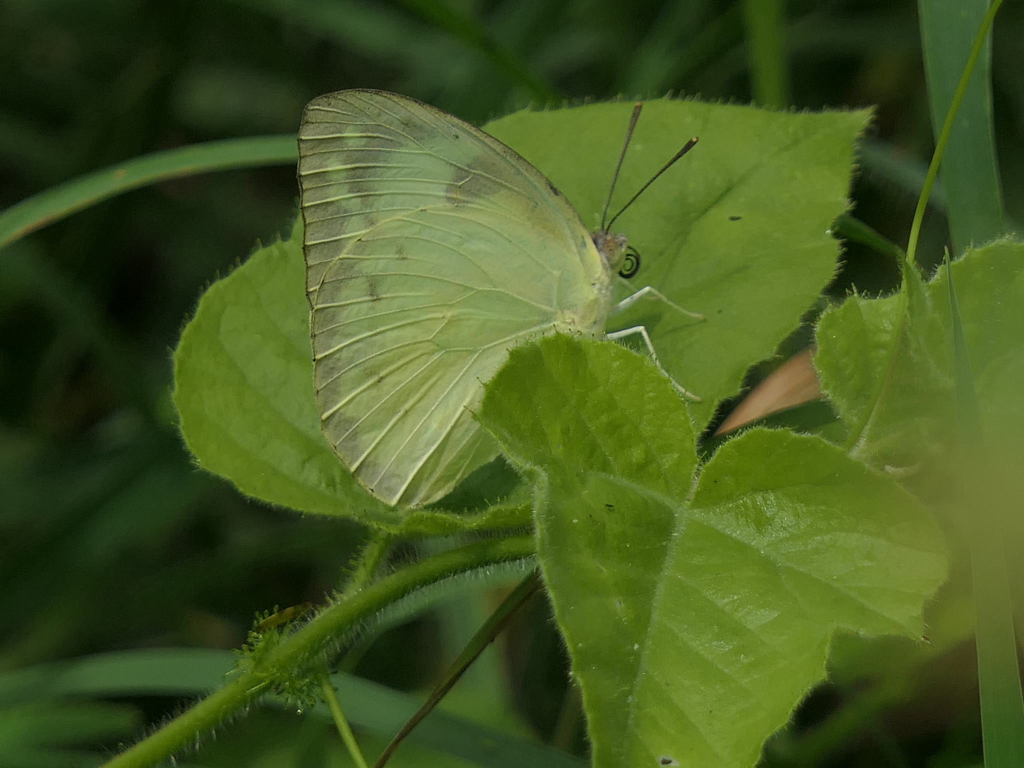 Lemon Emigrant