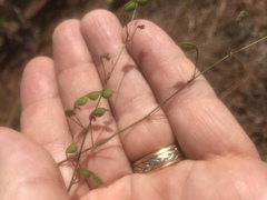 Desmodium tenuifolium