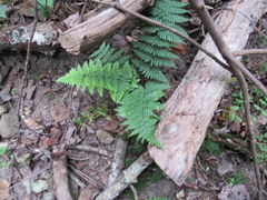 Dryopteris intermedia