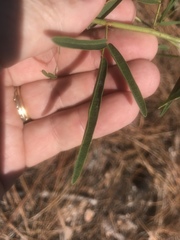 Desmodium tenuifolium
