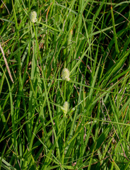 Cyperus sesquiflorus sesquiflorus