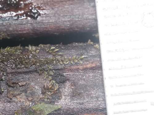 Cololejeunea hildebrandii observed 2025-06-20