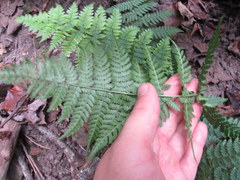 Dryopteris intermedia