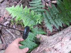Dryopteris intermedia