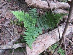 Dryopteris intermedia