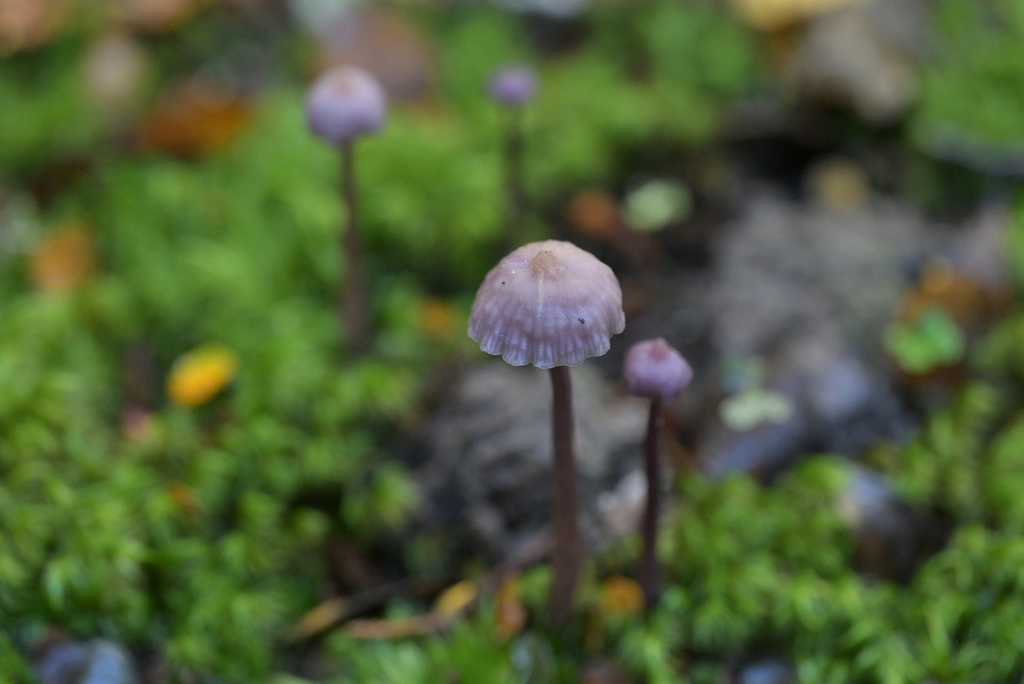 Laccaria masoniae · June 2025 · photo: © christopherstephens (iNaturalist, cc-by)