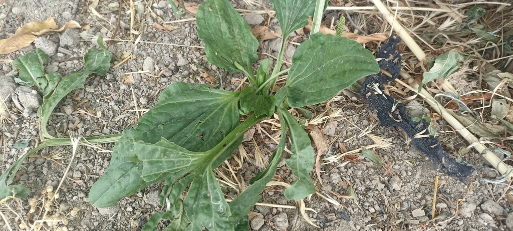 Plantago