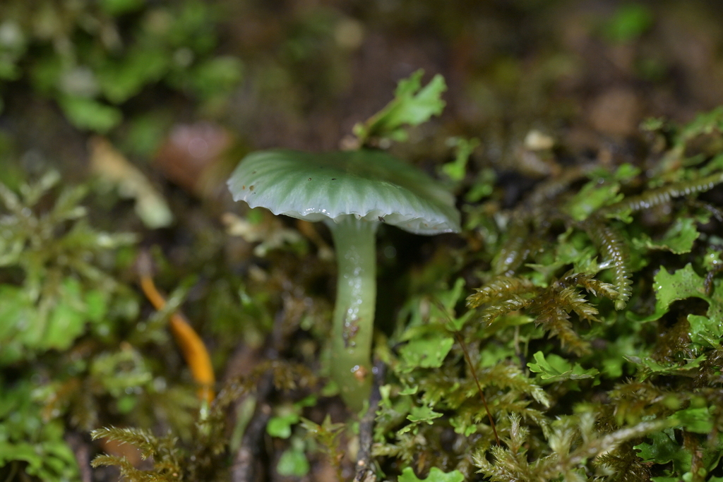 Gliophorus graminicolor · June 2025 · photo: © christopherstephens (iNaturalist, cc-by)