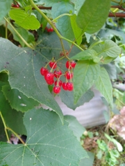 Solanum dulcamara