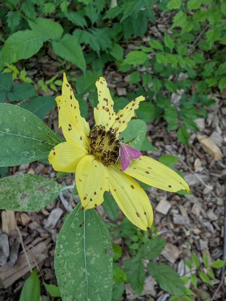 Rosa