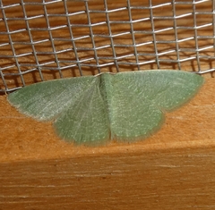 Phaiogramma faustinata