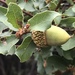 Quercus berberidifolia - Photo (c) George Afghan, algunos derechos reservados (CC BY-NC), subido por George Afghan