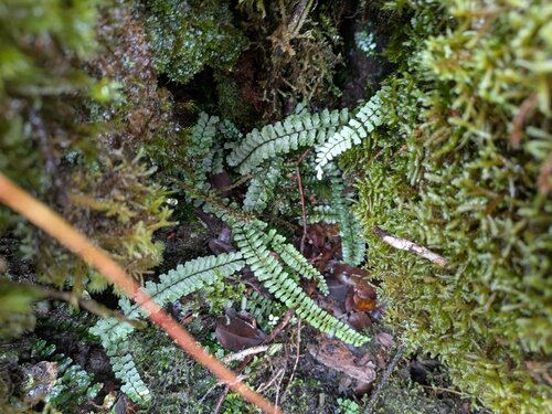 Asplenium hobdyi observed 2025-06-18