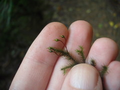 Echinodiopsis hispida