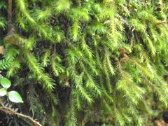 Echinodiopsis hispida