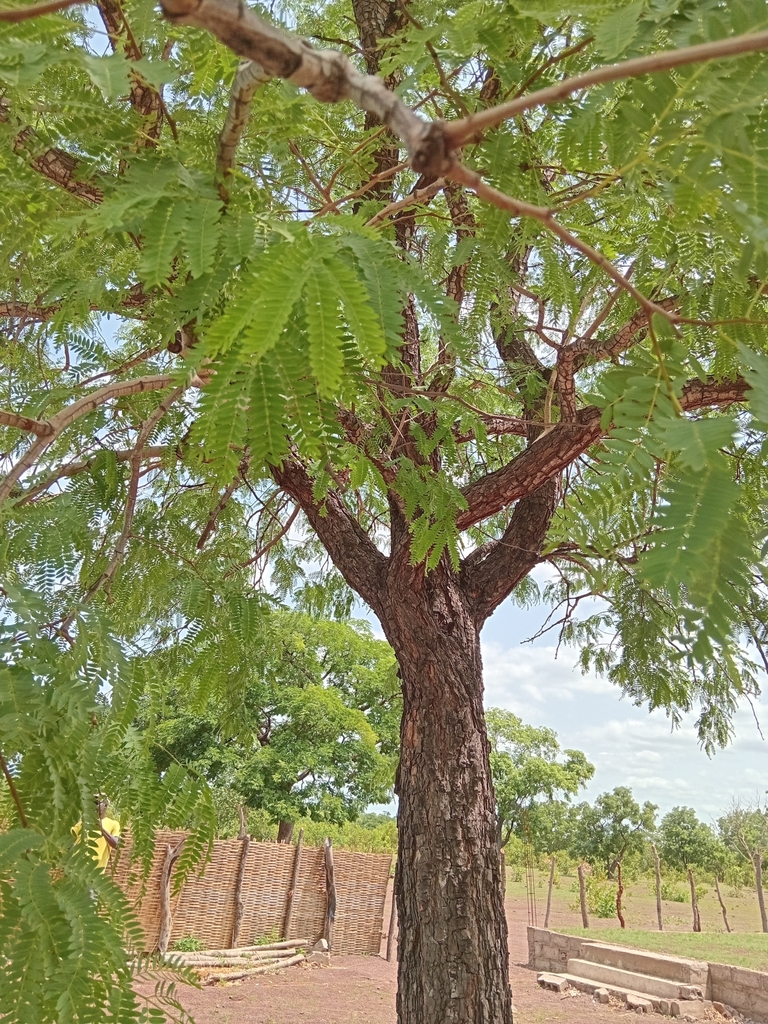 Prosopis africana (Guill. & Perr.) Taub. 3