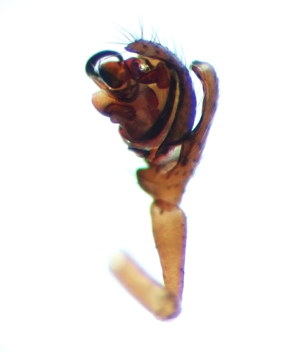 Dicymbium tibiale