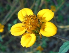 Sclerocarpus divaricatus