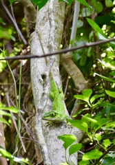Anolis luteogularis
