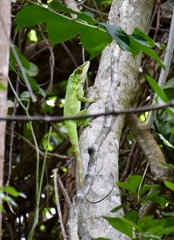 Anolis luteogularis