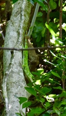 Anolis luteogularis