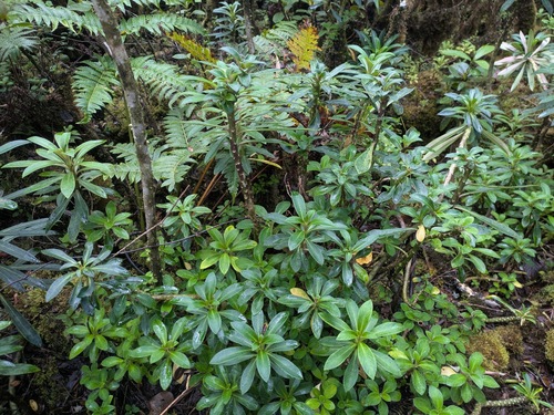 Alakai Swamp Lobelia (Lobelia villosa)