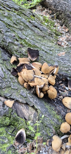 mica cap