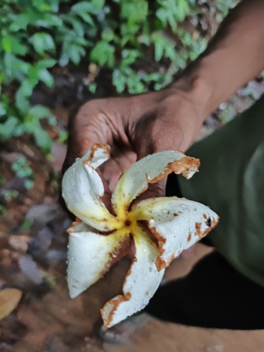 Chonemorpha fragrans, photograph 4