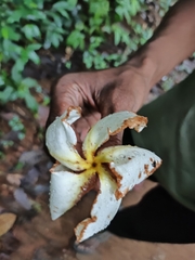 Chonemorpha fragrans, photograph (c) Ashwin A, some rights reserved (CC BY)