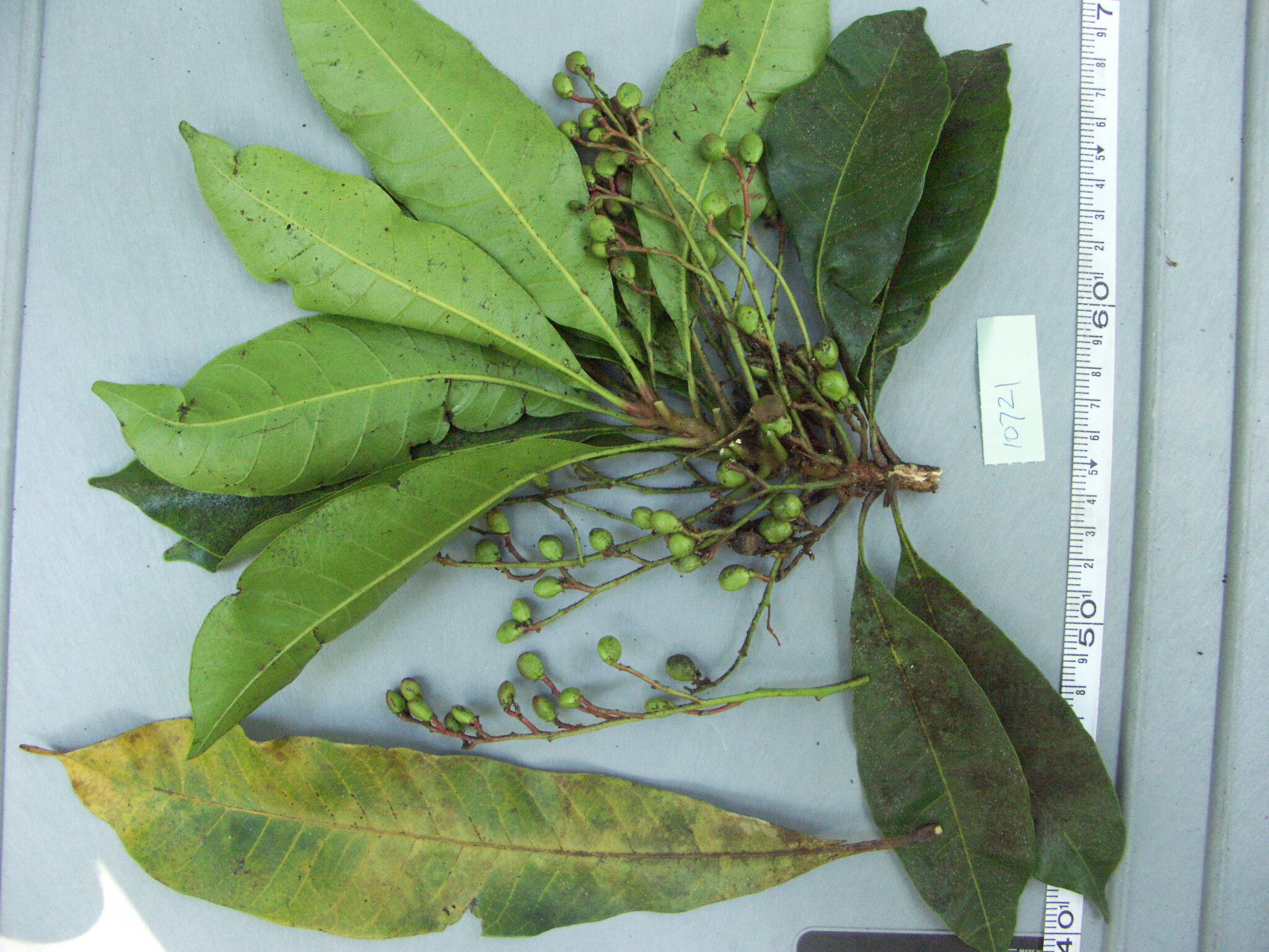 Jam Jam (Buchanania arborescens)
