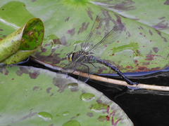 Rhionaeschna jalapensis