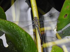 Rhionaeschna jalapensis