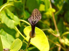 Aristolochia taliscana