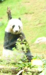 Ailuropoda melanoleuca