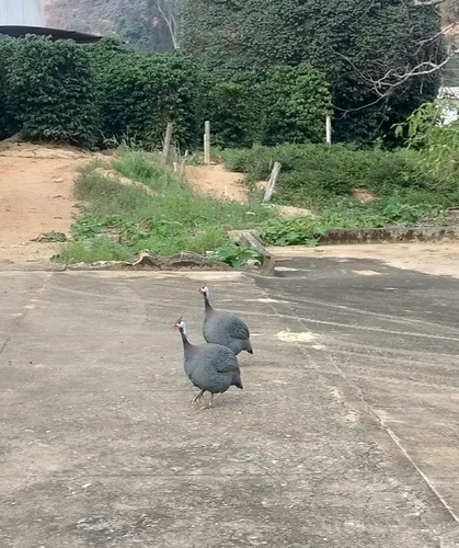 Domestic Guineafowl